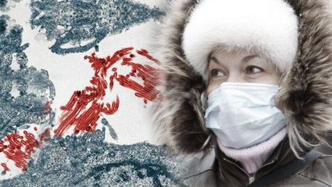 Prasečí chřipka, ilustrační foto