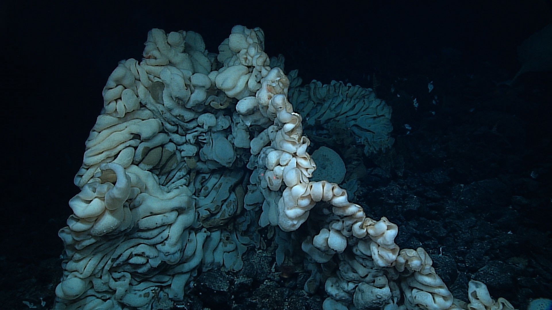 Papahānaumokuākea Marine National Monument na Havaji