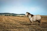 Kůň domácí (Equus caballus) je domestikovaný lichokopytník, vyskytující se po celém světě. Je chován pro sport, zemědělství a rekreaci, dříve především k přepravě. Na fotografii je Welsh pony typu C, kobyla Arkáda vážící 300 kg. Po našich úpravách má cca 700 kg.
