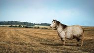 Kůň domácí (Equus caballus) je domestikovaný lichokopytník, vyskytující se po celém světě. Je chován pro sport, zemědělství a rekreaci, dříve především k přepravě. Na fotografii je Welsh pony typu C, kobyla Arkáda vážící 300 kg. Po našich úpravách má cca 700 kg.