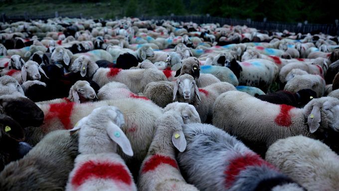 Pastva ovcí v Tyrolsku na západě Rakouska