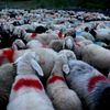 Fotogalerie / Ovce v Alpách / Reuters / 21