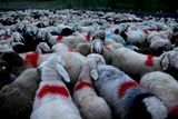 Pastýři se za úsvitu shromažďují u italské vesnice Kurzras (Maso Corto).