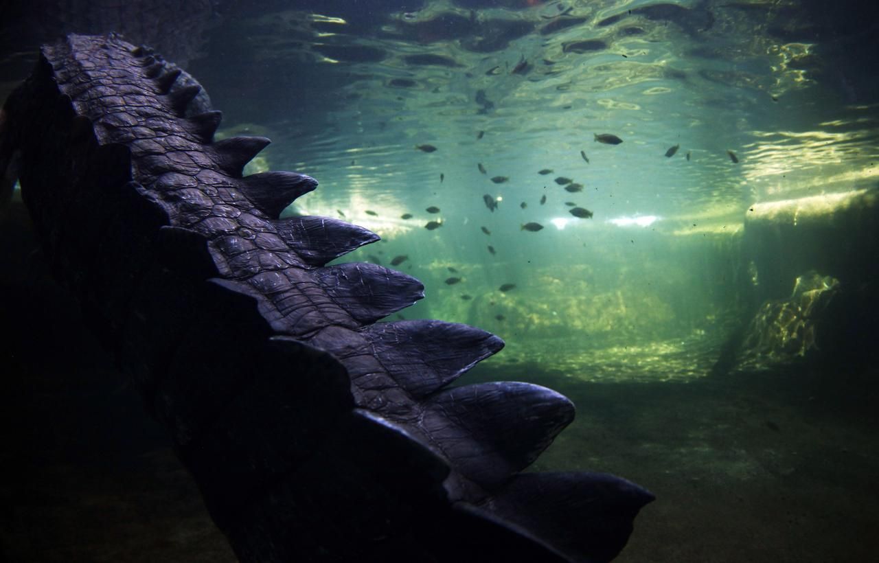 Foto: Podívejte se na jednoho z největších krokodýlů na světě. Váží 700 Kg.