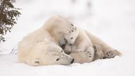 Vřelé objetí. Jeden z finálových snímků soutěže Wildlife Photographer of the Year.