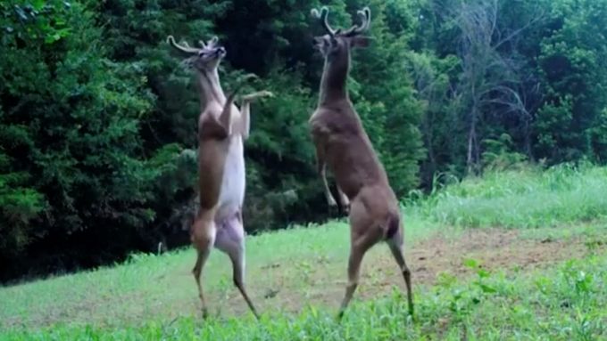 Unikátní záběry zachycují dva mladé jeleny při souboji. Video natočili ochránci přírody z amerického státu Tennessee.
