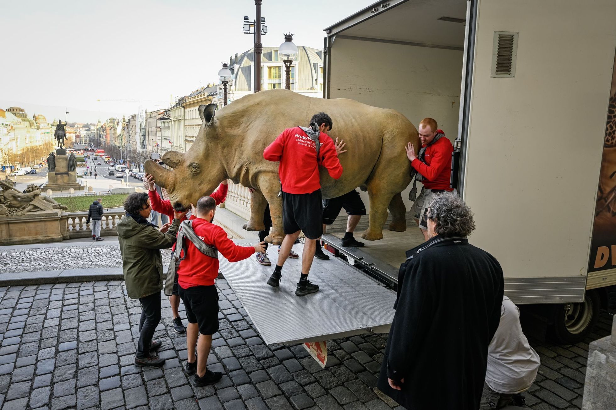 stěhování modelu nosorožce Sudána z Muzea do Keni