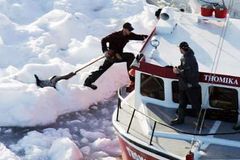 V Kanadě začalo vybíjení mláďat tuleňů