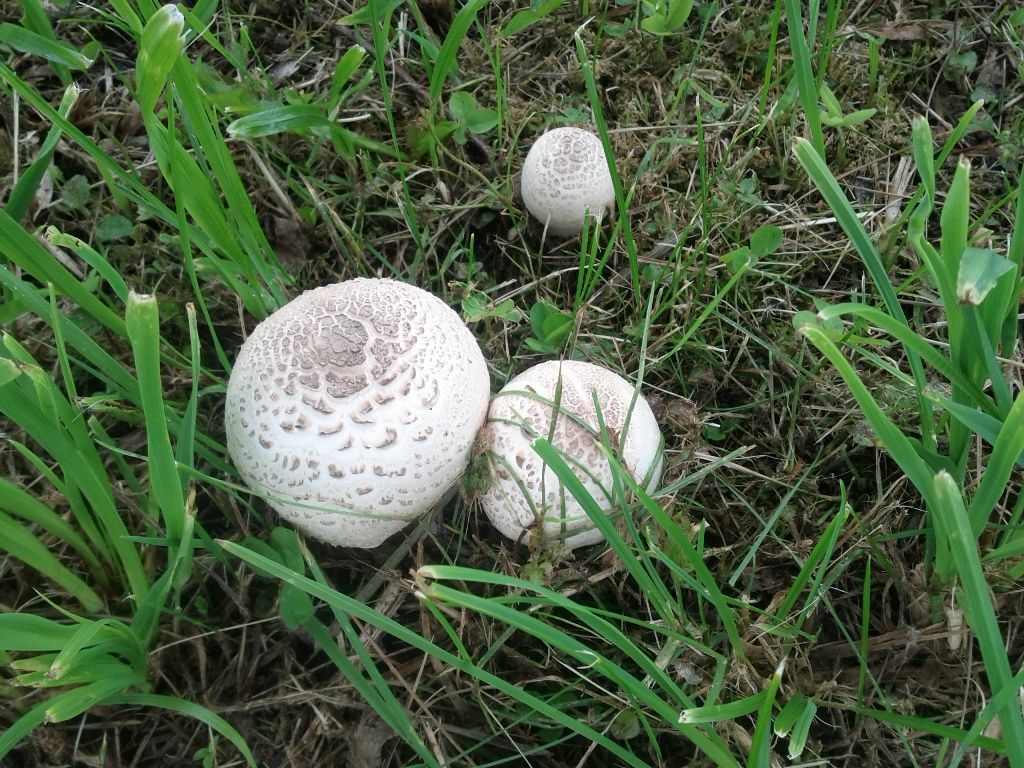 Fotosoutěž_houba