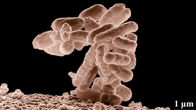 E. coli, bakterie stojící "na obou stranách barikády"