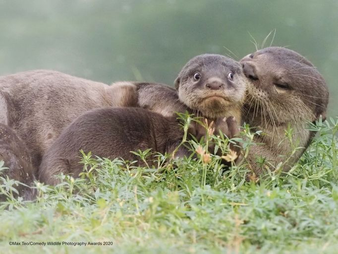 Zábavné fotky zvířat: finalisté soutěže Comedy Wildlife Awards 2020