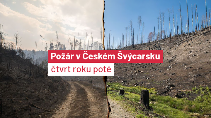 Čtvrt roku od požáru. Zčernalá zem se začíná zelenat, vrací se i neukáznění turisté; Zdroj foto: Aktuálně.cz