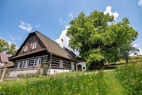 Nejhezčí stromy Česka. Zpívající lípě na Svitavsku je 700 let, sedával pod ní Jirásek