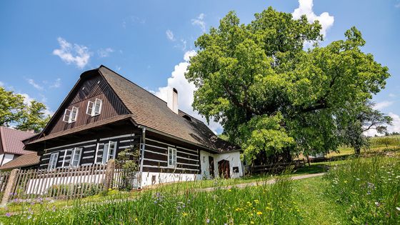 Vítěz ankety Strom roku - zpívající lípa na Svitavsku.