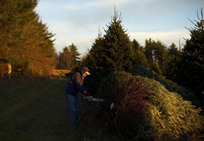 A worker uses a chainsaw to make final cuts to a Christmas tree before it is bailed for shipping the Omni Farm in West Jefferson, North Carolina, November 17, 2012. Crews at the farm will harvest nearly 20,000 Christmas trees this season. North Carolina has 1,500 Christmas tree growers with nearly 50 million Fraser Fir Christmas trees on over 35,000 acres. Picture taken November 17, 2012. REUTERS/Chris Keane (UNITED STATES - Tags: BUSINESS EMPLOYMENT ENVIRONMENT AGRICULTURE SOCIETY) Published: Lis. 19, 2012, 4:18 odp.