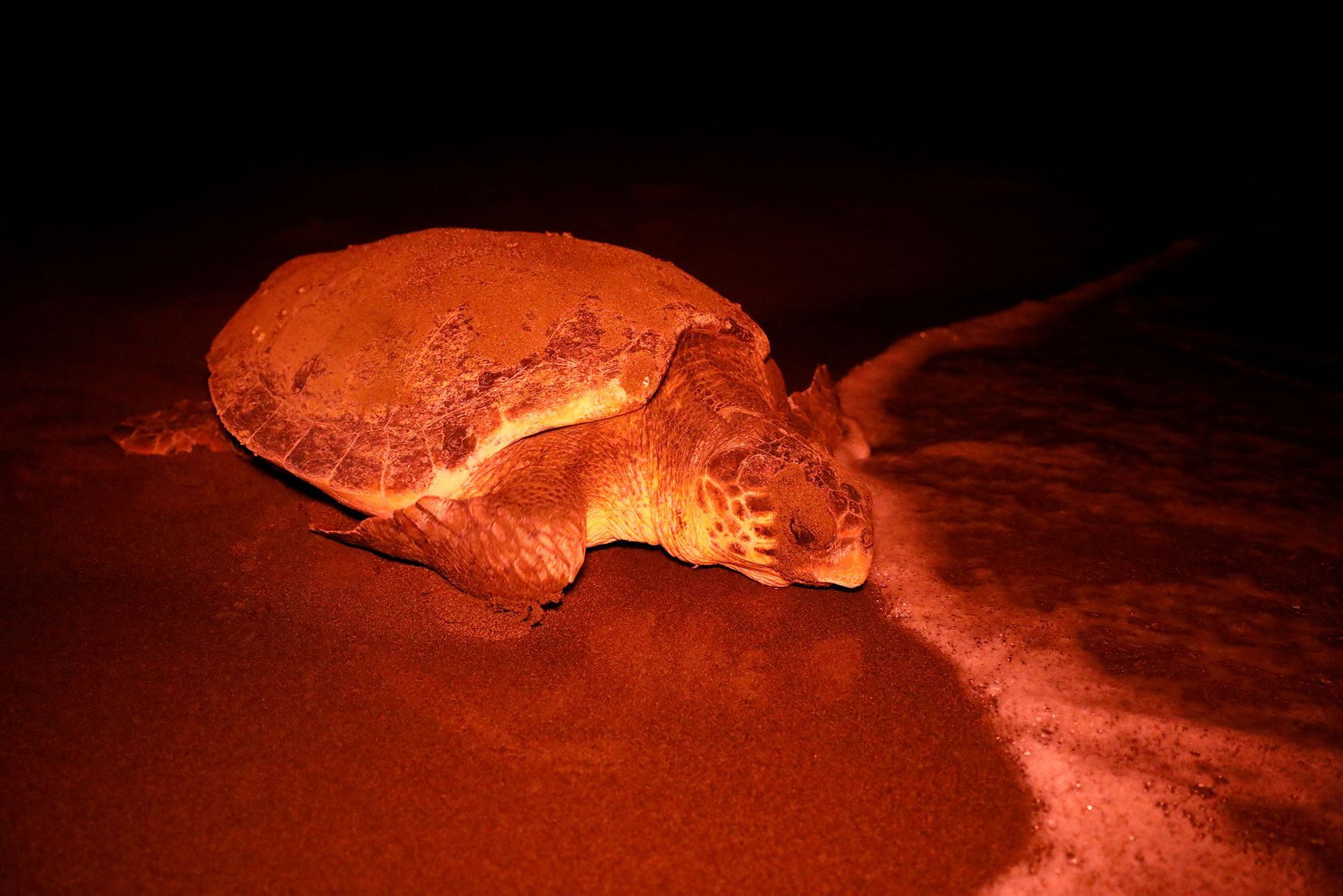 Fotogalerie / Jak se zachraňují mořské želvy v Turecku / Reuters / 17