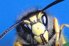 Prognóza: Oteplení způsobí v Evropě hmyzí invazi