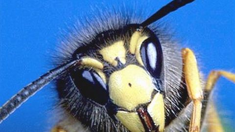 Vymírání hmyzu je varující, je to jeden z největších problémů, tvrdí biolog