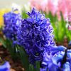 Výstava "Voda na Pražském hradě & hyacinty a hvězdníky"