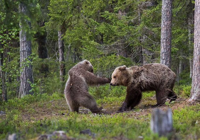 Comedy Wildlife Photography Awards 2017, finalisté soutěže