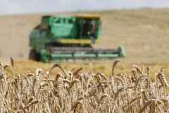 Zemědělci letos sklidí méně obilí, ale více řepky a máku, odhadují statistici