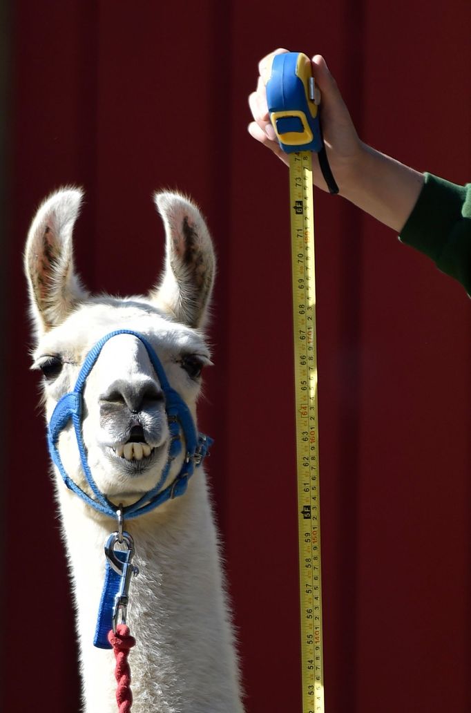 Každoroční měření a vážení zvířat v londýnské Zoo