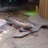 ZOO 3D