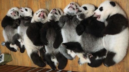 Mláďata pandy velké leží v dětské postýlce ve výzkumném centru pro reprodukci těchto vzácných zvířat, které se nachází v Čcheng-tu, v provincii S'-čchuan.