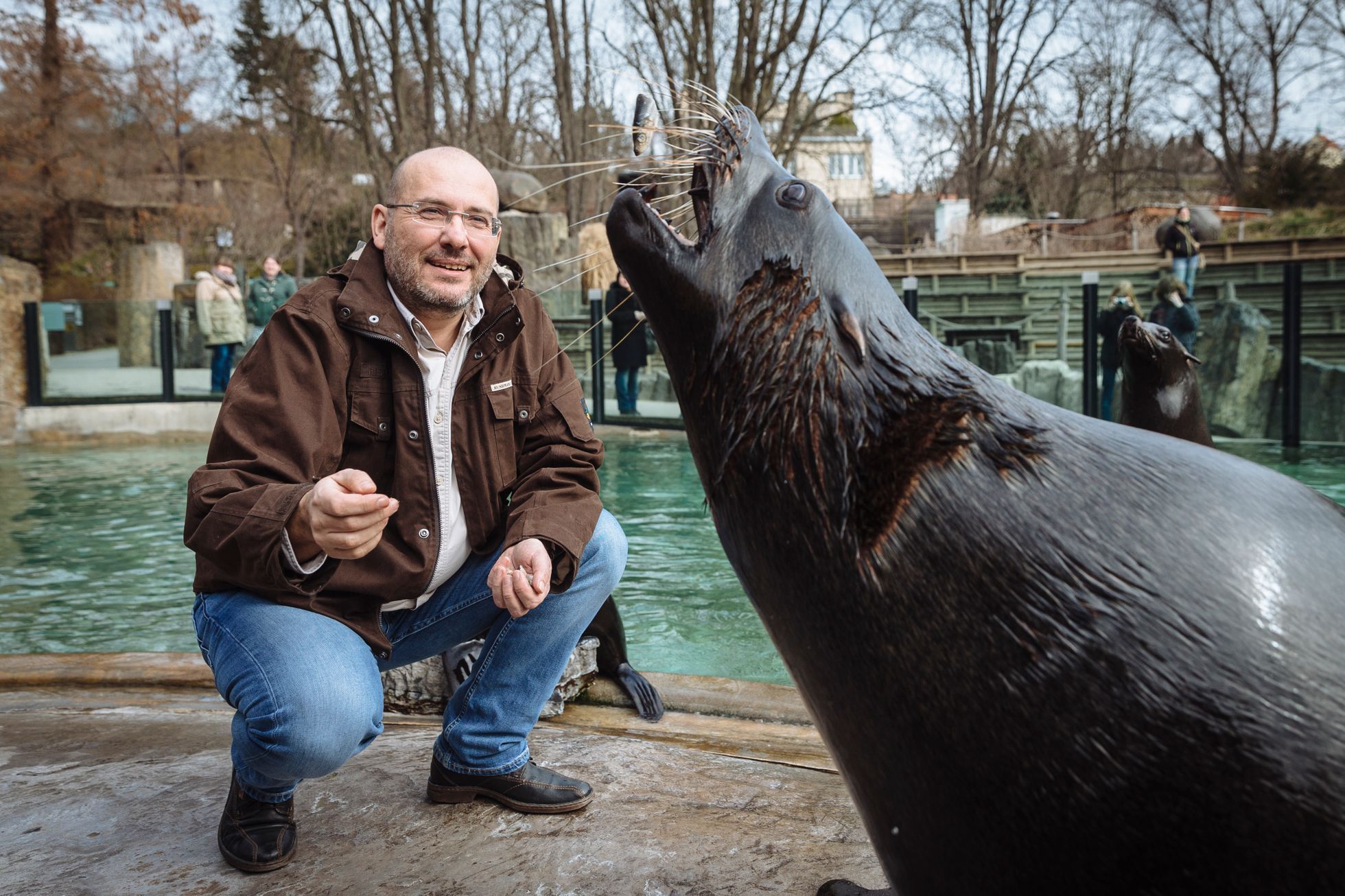 Ředitel pražské zoo Miroslav Bobek krmí jednoho z lachtanů.