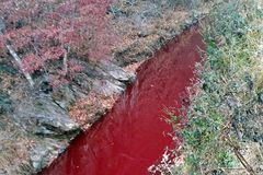Řeka zrudla krví. Jižní Korea kvůli smrtícímu moru prasat vybila desítky tisíc vepřů