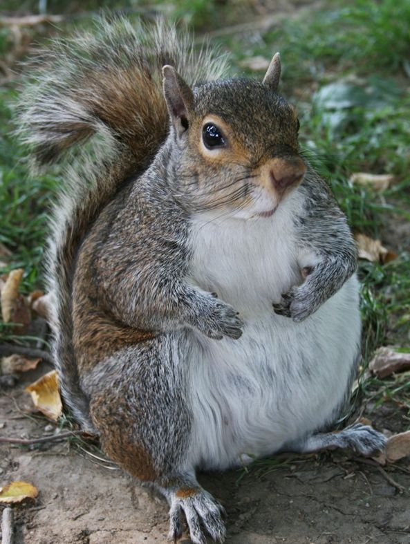 tlusta zvirata2, zena