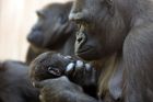 Gorily v Kongu mají na kahánku, pytláci je loví na maso