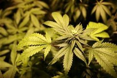 Prodali desítky kilogramů marihuany, hrozí jim 12 let