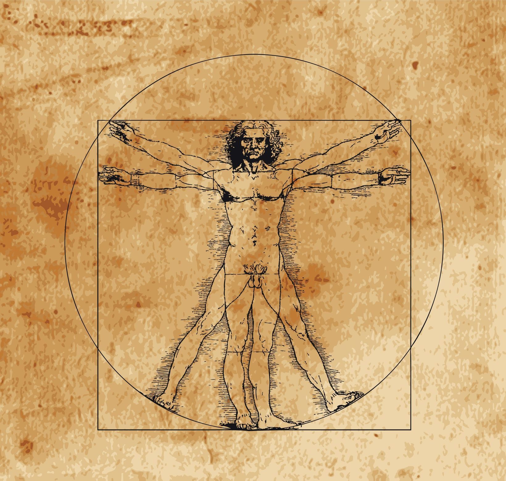 Vitruviánský muž kresba Leonardo da Vinci