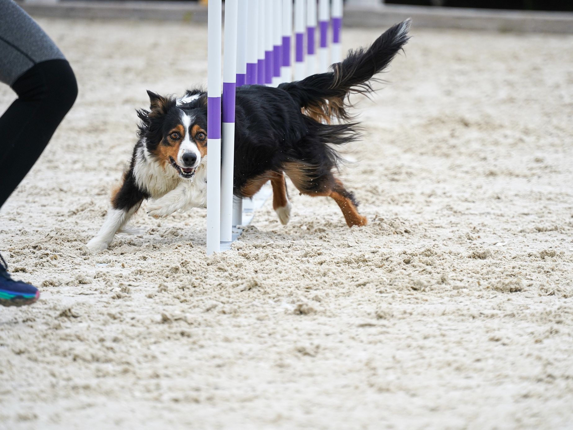 Mezinárodní kynologické závody Prague Agility Party 2022, závodiště Velká Chuchle