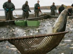 Getting ready to be taken abroad - Czech carp