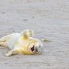 Finalisté soutěže Nikon Comedy Wildlife Awards 2024