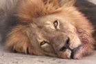 Filozof: Soucit se lvem Cecilem je pohodlný, nic nás nestojí