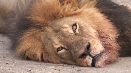 Lev Cecil na záběrech návštěvníků rezervace před svou smrtí