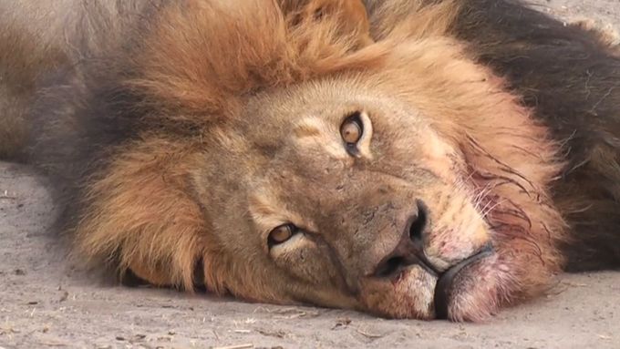 Nejslavnější zimbabwský lev byl často objektem kamer. Třináctiletého Cecila na začátku července zabil americký zubař. Za možnost odstřelit oblíbenou šelmu údajně dvěma mužům zaplatil 50.000 dolarů.