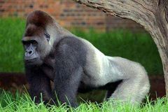 V Kongu objeven gorilí ráj: vědci hlásí až 125 000 kusů