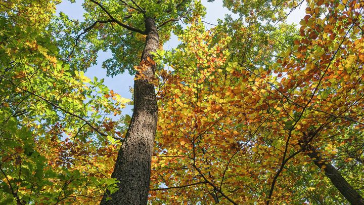 Letošní podzim patřil s 11,5 stupni k nejteplejším za dobu měření, hlásí Klementinum; Zdroj foto: Tomáš Vocelka