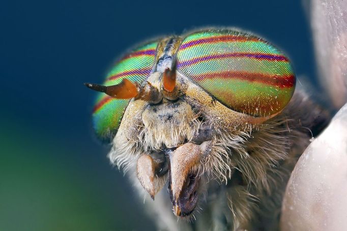 horsefly head