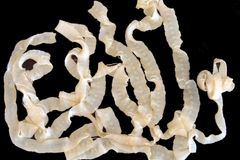 Vedou lumpárnický život, říká vědec o tvorech, jež zkoumá. Jsou vždy o krok napřed