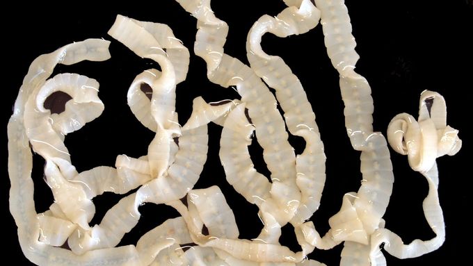 Tasemnice. Ilustrační foto