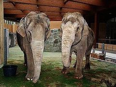 Nový pavilon vyhovuje všem nárokům na moderní chov slonů. Nahradil původní z roku 1962