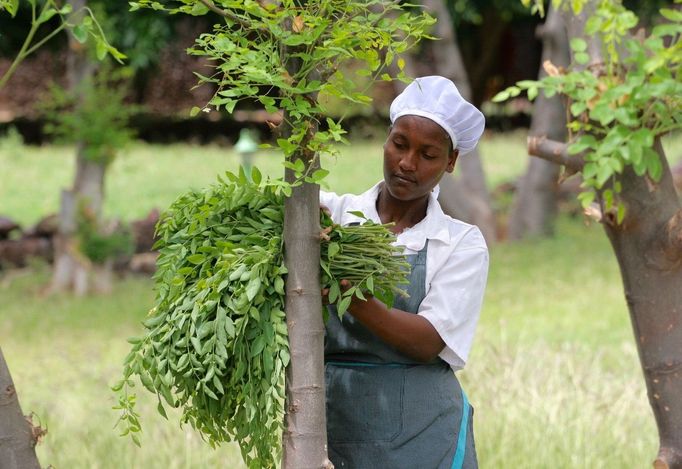 Etiopie, moringa