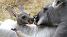 Klokani ve Franklin Park Zoo v Bostonu. Mládě je zhruba šest měsíců staré.