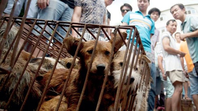 Červnový festival psího masa v Jü-linu v posledních letech vyvolává protesty ochránců zvířat.