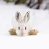 Wildlife Photographer of the Year 2023. Snímky nominované na cenu veřejnosti People Choice Award